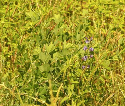 Baptisia australis, photographed by Jeff Clark