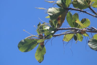 Terminalia catappa