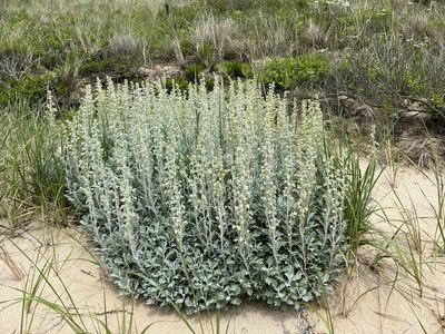 Artemisia stelleriana, photographed by Annie Weissman