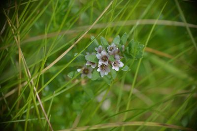 Lysimachia maritima, photographed by Matthew Vosper