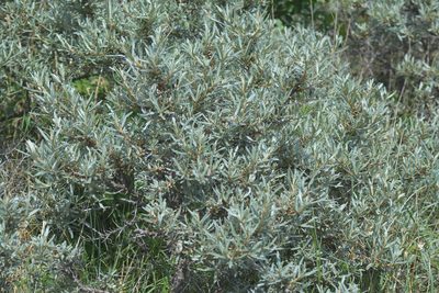 Hippophae rhamnoides, photographed by Matthew Vosper