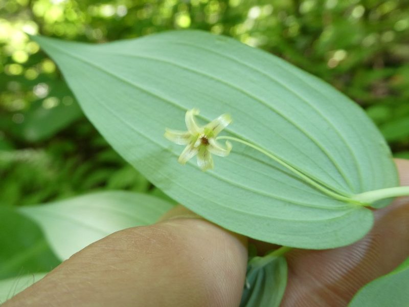 Streptopus amplexifolius, photographed by Bruce Cook