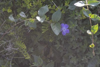 Vinca major, photographed by Matthew Vosper