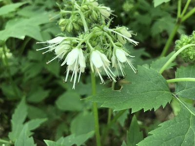 Hydrophyllum virginianum, photographed by SCNeill