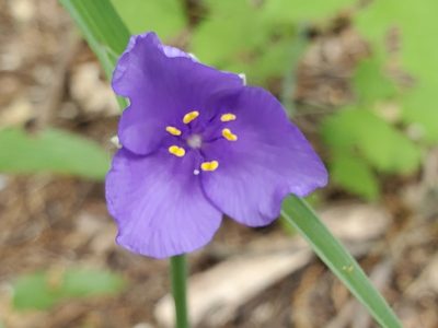 Tradescantia ohiensis, photographed by Craig Martin