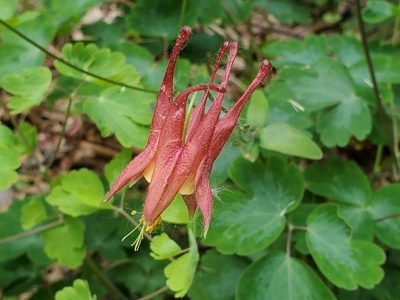 Aquilegia canadensis, photographed by Craig Martin