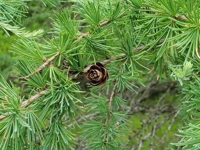 Larix laricina, photographed by Craig Martin