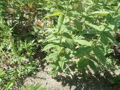 Lysimachia quadrifolia, photographed by Lynn Harper