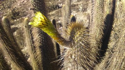 Weberbauerocereus weberbaueri, photographed by cstobie