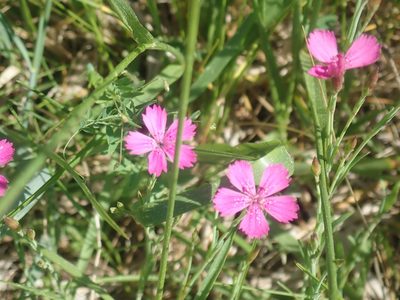 Dianthus deltoides, photographed by Lynn Harper