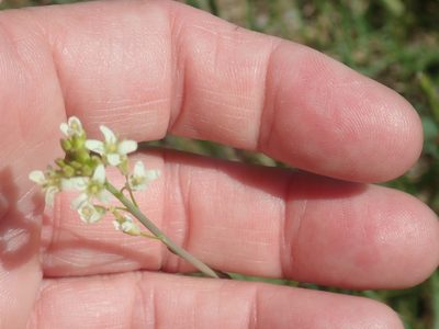 Turritis glabra, photographed by Lynn Harper