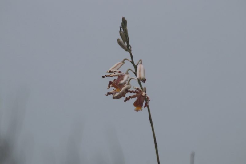 Myrmecophila christinae, photographed by Juan Cruzado Cortés