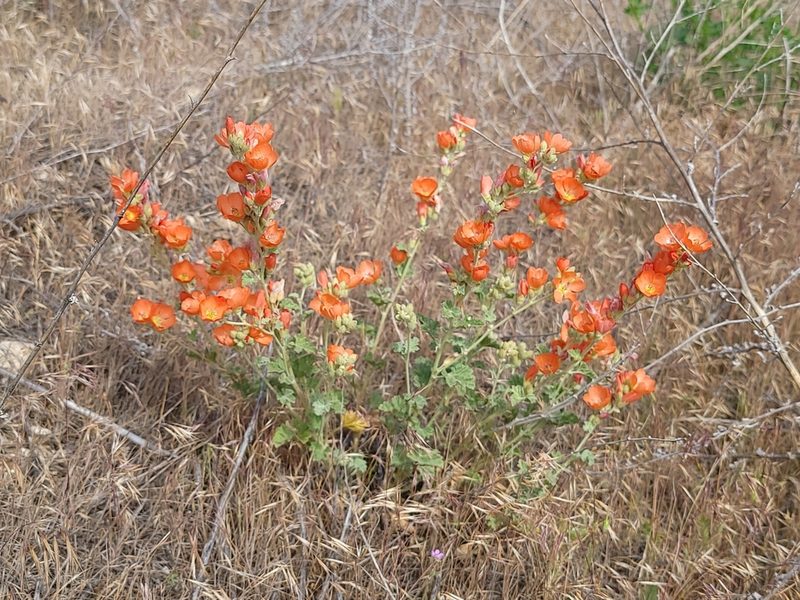 Sphaeralcea munroana, photographed by Daniel S.