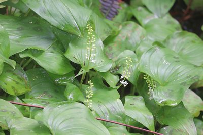 Maianthemum dilatatum, photographed by Phillip Neal