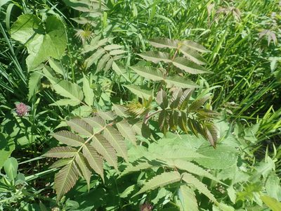 Rhus typhina, photographed by Lynn Harper