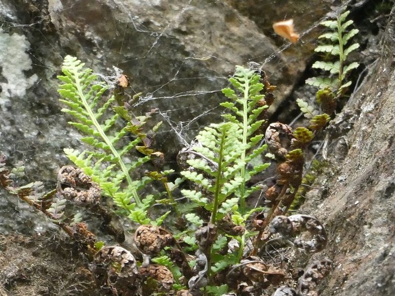 Dryopteris fragrans, photographed by Bruce Cook