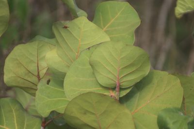 Coccoloba uvifera, photographed by Juan Cruzado Cortés