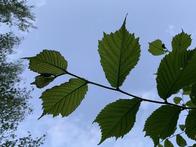 Ulmus glabra, photographed by Ian Manning