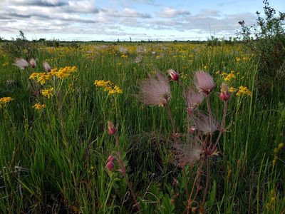 Geum triflorum, photographed by Patrick Jackson