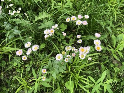 Erigeron philadelphicus, photographed by Paul Solarz