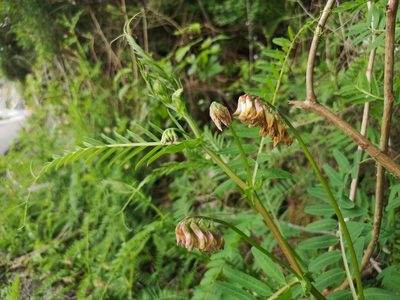 Vicia ramosissima, photographed by Jens-Christian Svenning