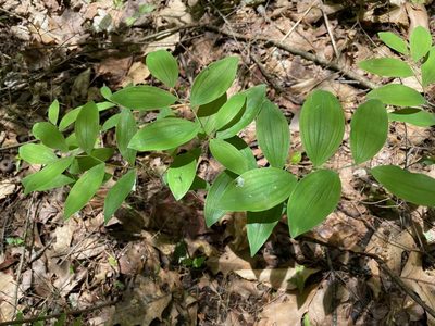 Uvularia sessilifolia, photographed by Tom Scavo