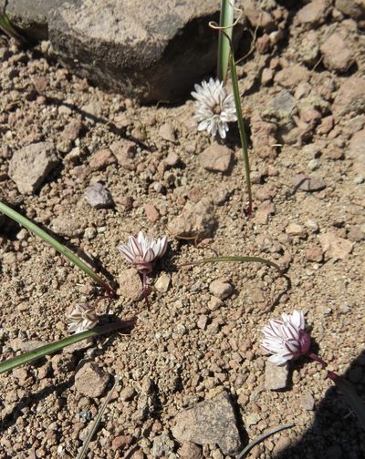 Allium obtusum, photographed by Garth Harwood