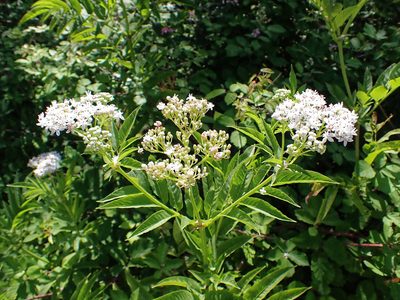 Sambucus ebulus, photographed by Donald Davesne