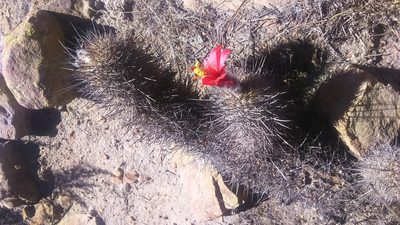 Oreocereus hempelianus, photographed by cstobie