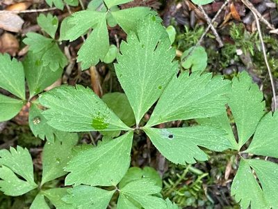 Anemone quinquefolia, photographed by Tom Scavo