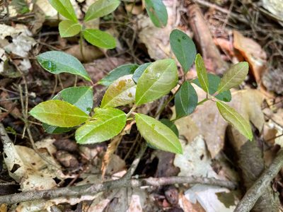 Gaultheria procumbens, photographed by Tom Scavo