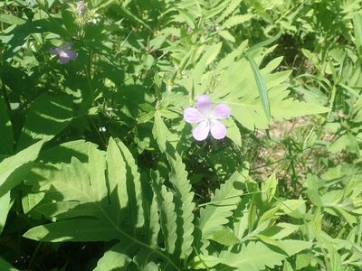Geranium maculatum, photographed by Lynn Harper