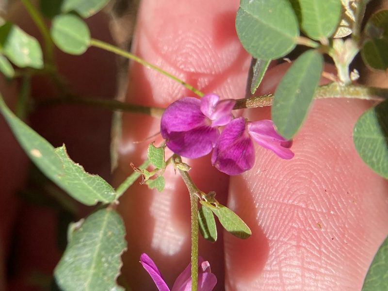 Lespedeza texana, photographed by Bonnie Semmling