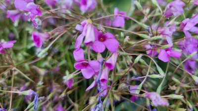 Oxalis articulata, photographed by Julien Lepage