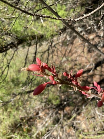 Hesperaloe parviflora, photographed by Bonnie Semmling