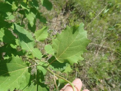 Populus grandidentata, photographed by Lynn Harper