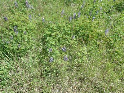 Lupinus perennis, photographed by Lynn Harper