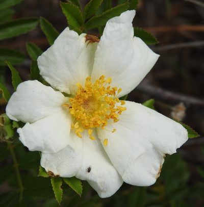 Rosa foliolosa, photographed by saltyhiker