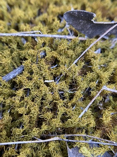 Pleurochaete luteola, photographed by Bonnie Semmling