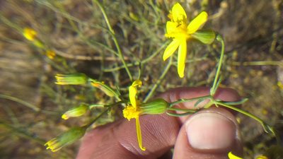 Senecio yurensis, photographed by cstobie