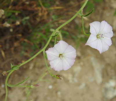 Convolvulus equitans, photographed by saltyhiker