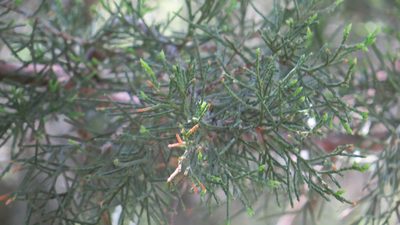 Juniperus virginiana, photographed by Marilynn Miller