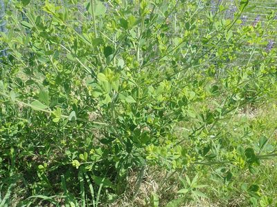 Baptisia tinctoria, photographed by Lynn Harper