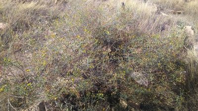 Senecio yurensis, photographed by cstobie
