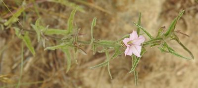 Convolvulus equitans, photographed by saltyhiker