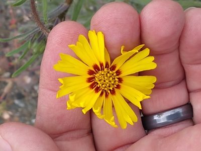 Madia elegans, photographed by Tom Gulya