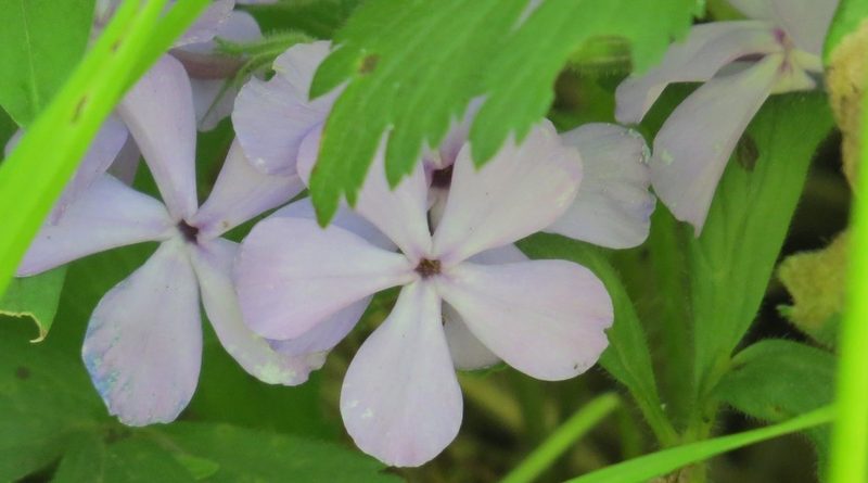 Phlox divaricata, photographed by Marilynn Miller