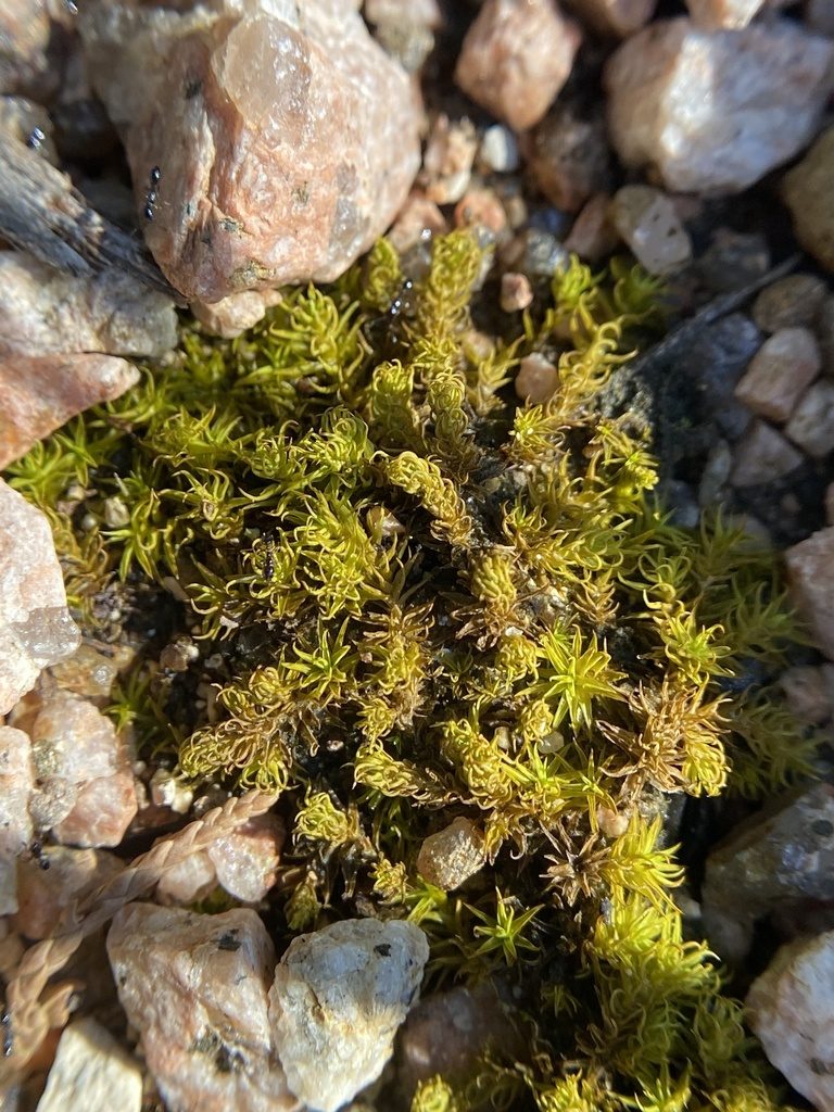 Pleurochaete luteola, photographed by Bonnie Semmling