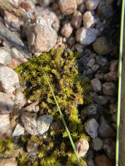 Pleurochaete luteola, photographed by Bonnie Semmling