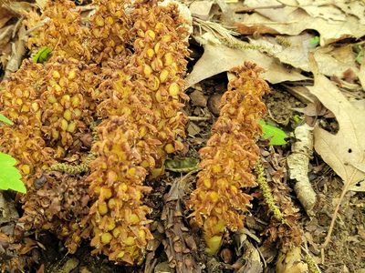 Conopholis americana, photographed by Christine Braaten